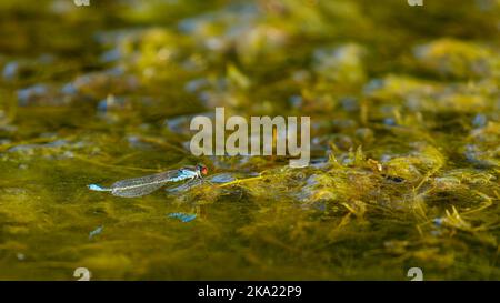 Eine kleine Rotaugen-Damselfliege im Donaudelta Stockfoto