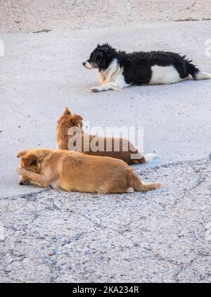 Obdachloser streunender Hund auf der Straße, traurige verlassene Hunde einsam auf der Stadtstraße. Stockfoto