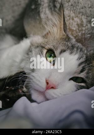 Norwegische Waldkatze Stockfoto