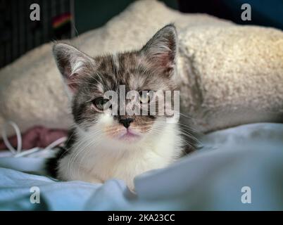 Kätzchen auf dem Bett Stockfoto