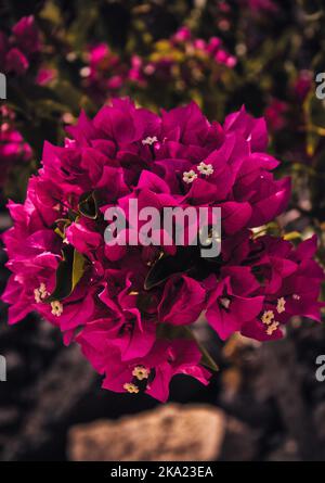 Bougainvillea glabra Stockfoto