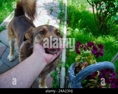 Kleiner Hundewelpe kuschelt mit Besitzerhand und zeigend Zunge Stockfoto