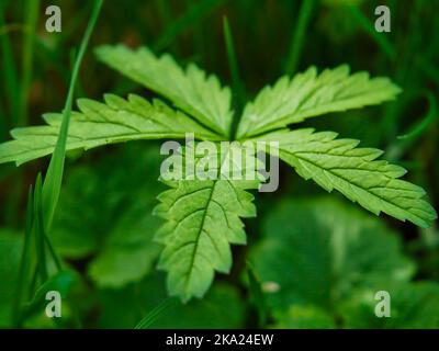 Nahaufnahme eines riesigen grünen Grasblattes Stockfoto