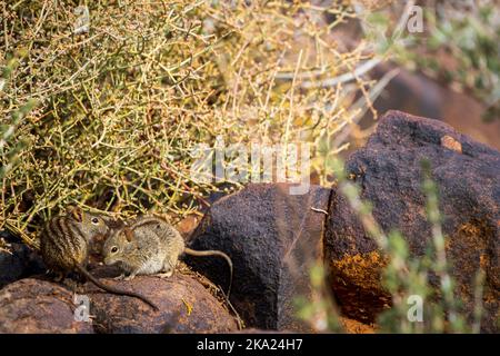 Viergestreifte Grasmaus oder viergestreifte Grasratte (Rhabdomys pumilio). Nordkap. Südafrika. Stockfoto