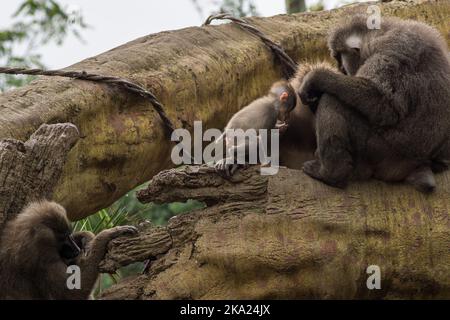 Bohrer Familie von Pavianen Dorn preening andere, Dril Mandrillus leucophaeus Cercopithecidae Stockfoto