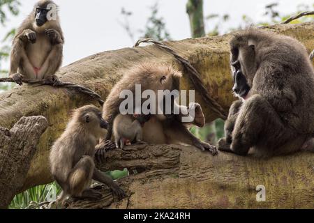 Bohrer Familie von Pavianen Dorn preening andere, Dril Mandrillus leucophaeus Cercopithecidae Stockfoto