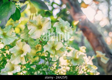 Petunia atkinsiana hybrida grandiflora leuchtend rosa violette Blüten in Blüte, Balkonblüte, grüne Blätter. Speicherplatz kopieren. Stockfoto