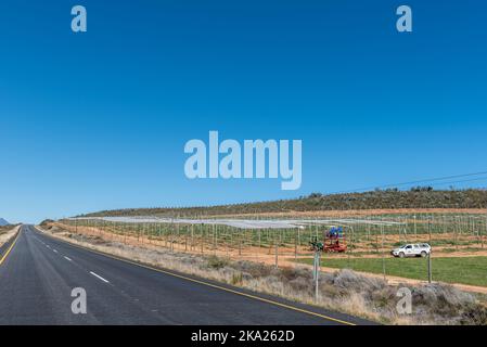 KOUE BOKKEVELD, SÜDAFRIKA - SEP 9, 2022: Landarbeiter, die in der Region Koue Bokkeveld am Westkap Obstgärten mit Hagelnetzen bedeckten, fahren auf der Straße R303 Stockfoto