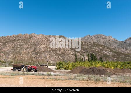 KOUE BOKKEVELD, SÜDAFRIKA - SEP 9, 2022: Ein roter Traktor mit Kipper-Anhänger, Komposthaufen und einem Zitrusgarten auf der Straße R303 in der Koue Bokkeveld r Stockfoto