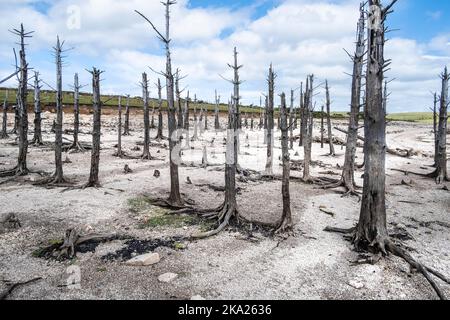 Ein Stand von alten toten Skelettbäumen, die durch fallende Wasserstände infolge schwerer Trockenheit im Colliford Lake Reservoir auf Bodmin Moor in C freigelegt wurden Stockfoto