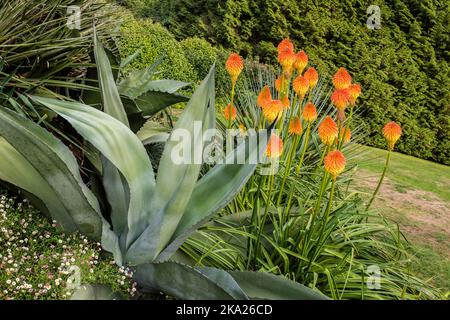 Eine reife Aloe Vera Pflanze, die im subtropischen Trebah Garden in Cornwall in Großbritannien wächst. Stockfoto