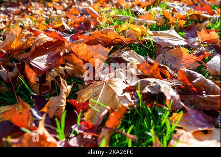 Details von bunten Herbstblättern, die von der Sonne erleuchtet werden. Stockfoto