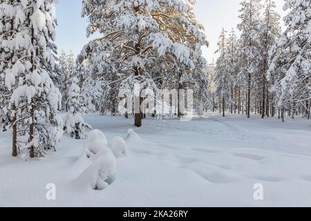 Schöner Winterwald, Tannen mit Schnee bedeckt. Ounasvaara, Rovaniemi, Finnland Stockfoto