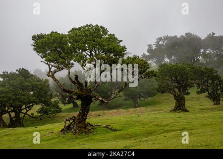 Posto Florestal Fanal am nebligen Tag Stockfoto