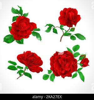 Rote Rosen mit Knospen und Blättern vintage auf einem weißen Hintergrund Set drei Vektor-Illustration editierbar Handzeichnen Stock Vektor