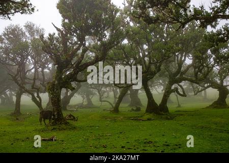 Posto Florestal Fanal am nebligen Tag Stockfoto