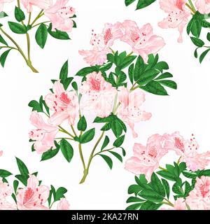 Nahtlose Textur hellrosa Rhododendron Zweig mit Blumen und Blättern Bergstrauch vintage Hand zeichnen Vektor Illustration Stock Vektor