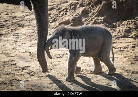 Leipzig, Deutschland. 30. Oktober 2022. Der kleine Elefantenbulle im Leipziger Zoo ist sechs Wochen alt. Der Sohn von Pantha und VOI Nam soll nun einen Namen bekommen. Der Montag ist die Frist für die Einreichung von Namensvorschlägen für den Ende September geborenen Stier Elefant. Quelle: Heiko Rebsch/dpa/Alamy Live News Stockfoto