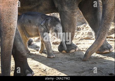 Leipzig, Deutschland. 30. Oktober 2022. Der kleine Elefantenbulle im Leipziger Zoo ist sechs Wochen alt. Der Sohn von Pantha und VOI Nam soll nun einen Namen bekommen. Der Montag ist die Frist für die Einreichung von Namensvorschlägen für den Ende September geborenen Stier Elefant. Quelle: Heiko Rebsch/dpa/Alamy Live News Stockfoto