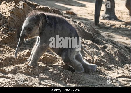 Leipzig, Deutschland. 30. Oktober 2022. Der kleine Elefantenbulle im Leipziger Zoo ist sechs Wochen alt. Der Sohn von Pantha und VOI Nam soll nun einen Namen bekommen. Der Montag ist die Frist für die Einreichung von Namensvorschlägen für den Ende September geborenen Stier Elefant. Quelle: Heiko Rebsch/dpa/Alamy Live News Stockfoto