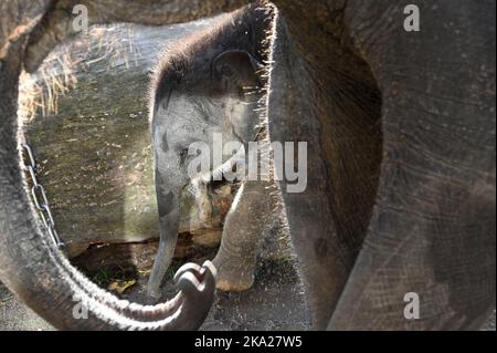 Leipzig, Deutschland. 30. Oktober 2022. Der kleine Elefantenbulle im Leipziger Zoo ist sechs Wochen alt. Der Sohn von Pantha und VOI Nam soll nun einen Namen bekommen. Der Montag ist die Frist für die Einreichung von Namensvorschlägen für den Ende September geborenen Stier Elefant. Quelle: Heiko Rebsch/dpa/Alamy Live News Stockfoto