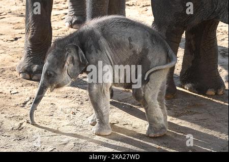 Leipzig, Deutschland. 30. Oktober 2022. Der kleine Elefantenbulle im Leipziger Zoo ist sechs Wochen alt. Der Sohn von Pantha und VOI Nam soll nun einen Namen bekommen. Der Montag ist die Frist für die Einreichung von Namensvorschlägen für den Ende September geborenen Stier Elefant. Quelle: Heiko Rebsch/dpa/Alamy Live News Stockfoto