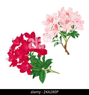 Zweige hellrosa und rote Blumen Rhododendren Bergstrauch auf weißem Hintergrund Set fünf Vintage Vektor Illustration editierbar Handzeichnen Stock Vektor