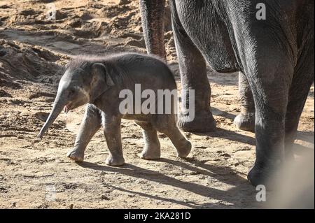 Leipzig, Deutschland. 30. Oktober 2022. Der kleine Elefantenbulle im Leipziger Zoo ist sechs Wochen alt. Der Sohn von Pantha und VOI Nam soll nun einen Namen bekommen. Der Montag ist die Frist für die Einreichung von Namensvorschlägen für den Ende September geborenen Stier Elefant. Quelle: Heiko Rebsch/dpa/Alamy Live News Stockfoto