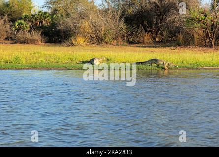 Zwei Krokodile am Seeufer Stockfoto