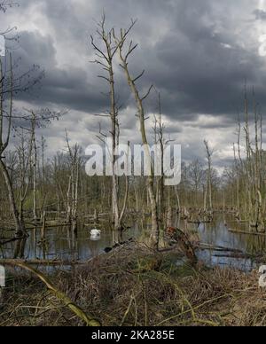 Teich mit toten Bäumen im Naturpark Maas-Schwalm-nette in der Nähe von Brüggen, Niederrhein, Deutschland Stockfoto