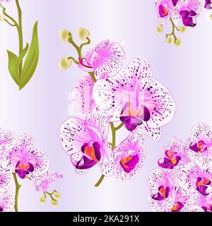 Nahtlose Textur Zweige Orchidee Phalaenopsis lila und weißen Blüten und Blätter tropischen Pflanzen Stamm und Knospen auf einem weißen Hintergrund vintage Vektor Stock Vektor