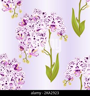 Nahtlose Textur Zweige Orchidee Phalaenopsis mit Punkten lila und weißen Blüten und Blätter tropischen Pflanzen Stamm und Knospen Natur Hintergrund Jahrgang Stock Vektor