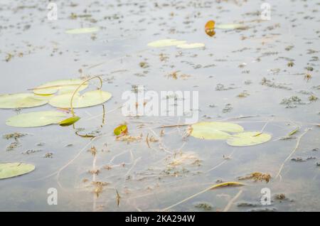 Ein Panoramablick auf den konstruierten künstlichen See. Ein Blick auf die Seerosen am Ufer des Sees im Herbst. Stockfoto