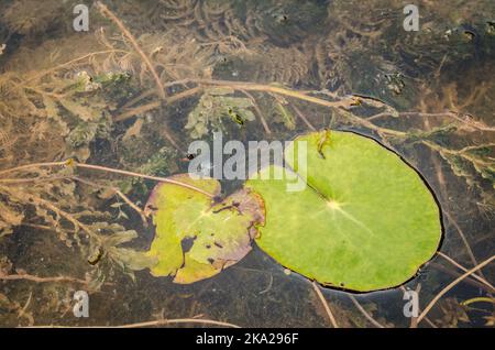 Ein Panoramablick auf den konstruierten künstlichen See. Ein Blick auf die Seerosen am Ufer des Sees im Herbst. Stockfoto