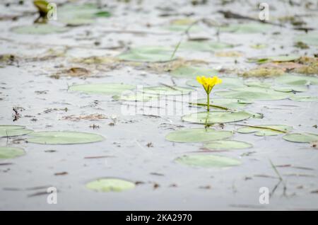 Ein Panoramablick auf den konstruierten künstlichen See. Ein Blick auf die Seerosen am Ufer des Sees im Herbst. Stockfoto