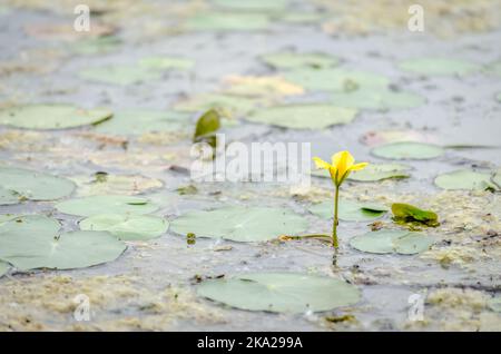 Ein Panoramablick auf den konstruierten künstlichen See. Ein Blick auf die Seerosen am Ufer des Sees im Herbst. Stockfoto