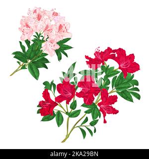 Zweige hellrosa und rote Blumen Rhododendren Bergstrauch auf weißem Hintergrund Set sechs vintage Vektor Illustration editierbar Handzeichnen Stock Vektor