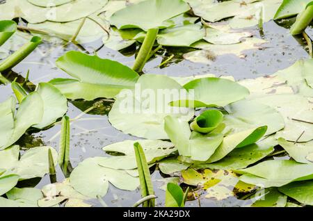 Ein Panoramablick auf den konstruierten künstlichen See. Ein Blick auf die Seerosen am Ufer des Sees im Herbst. Stockfoto