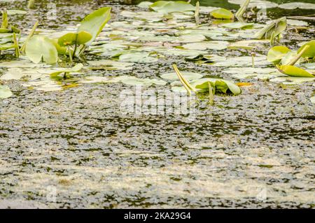 Ein Panoramablick auf den konstruierten künstlichen See. Ein Blick auf die Seerosen am Ufer des Sees im Herbst. Stockfoto