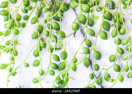 Nahaufnahme der Senecio Rowleyanus-Perlenkette, die außerhalb des Blumentopfes hängt Stockfoto
