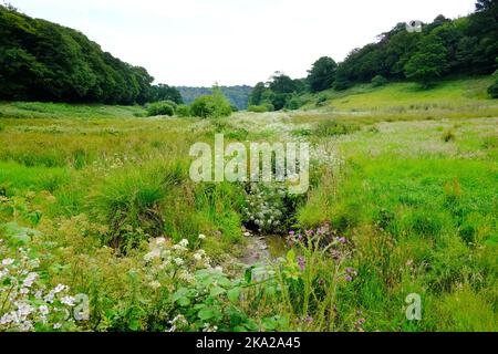 Graslandschaft in der Nähe von Loe Pool, Cornwall, Großbritannien - John Gollop Stockfoto