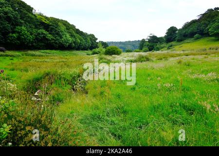 Graslandschaft in der Nähe von Loe Pool, Cornwall, Großbritannien - John Gollop Stockfoto