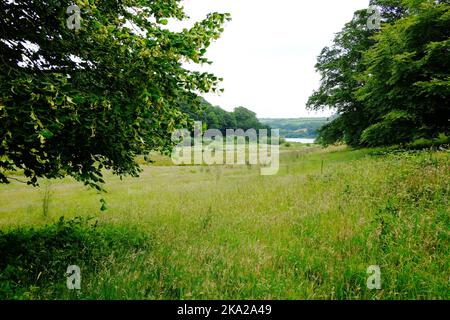 Graslandschaft in der Nähe von Loe Pool, Cornwall, Großbritannien - John Gollop Stockfoto