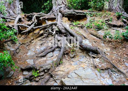 Freigelegte Baumwurzeln auf einem felsigen Ausbiss - John Gollop Stockfoto