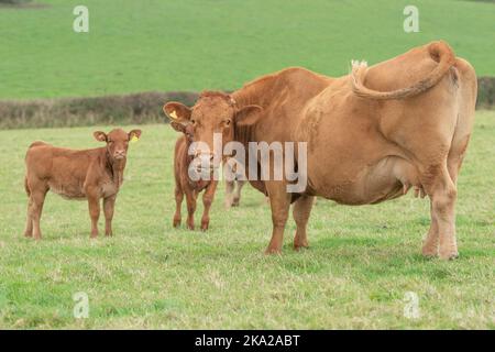 Süddevon Kuh und Zwillingskälber Stockfoto