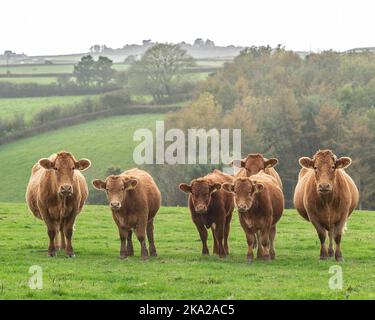 Herde von Süddevon Kühen und Kälbern Stockfoto