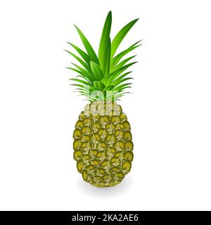 Grüne Ananas tropische Frucht isoliert auf weißem Hintergrund vintage Vektor Illustration editierbar Handzeichnen Stock Vektor