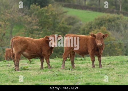 South Devon kälbt sich auf einem Feld Stockfoto