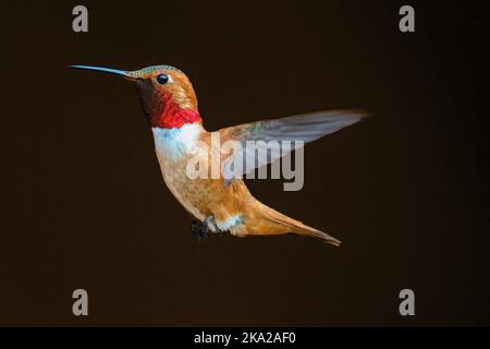 Nahaufnahme eines Allens Kolibri (Selasphorus sasin) im Flug Stockfoto