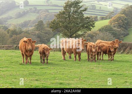 Herde von Süddevon Rindern Stockfoto